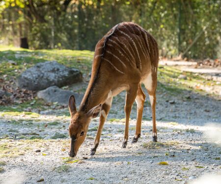 The nyala, Tragelaphus angasii is a spiral-horned antelope native to Southern Africa. It is a species of the family Bovidae and genus Nyala, also considered to be in the genus Tragelaphus.の写真素材