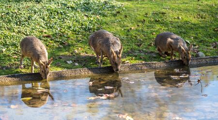 Patagonian Mara, Dolichotis patagonum. These large relatives of guinea pigs are common in the Patagonian steppes of Argentina but live in other areas of South America as well such as Paraguay.の写真素材