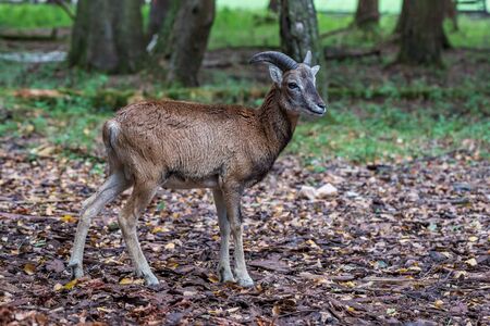 The European mouflon, Ovis orientalis musimon is the westernmost and smallest sub-species of mouflon.の写真素材