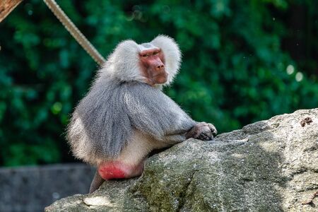 The hamadryas baboon, Papio hamadryas is a species of baboon, being native to the Horn of Africa and the southwestern tip of the Arabian Peninsula.の写真素材