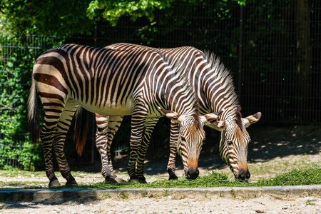 The Hartmann's mountain zebra, Equus zebra hartmannae is a subspecies of the mountain zebra found in far south-western Angola and western Namibia.の写真素材