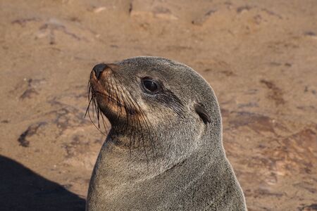 Great colony of Cape fur seals, Arctocephalus pusillus at Cape cross in Namibiaの写真素材