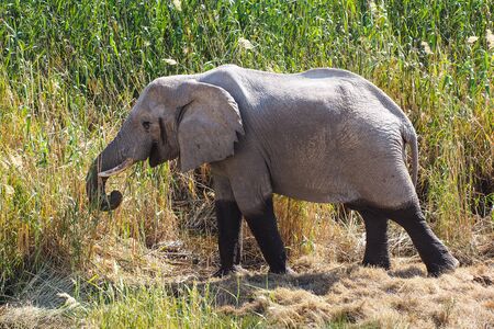 African Elephant, Loxodonta Africana in Etosha National Park in Namibiaの写真素材