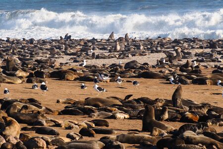 Great colony of Cape fur seals, Arctocephalus pusillus at Cape cross in Namibiaの写真素材