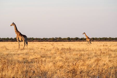 Giraffes, Giraffa camelopardalis walking over the plains of Etosha National Park, Namibiaの写真素材