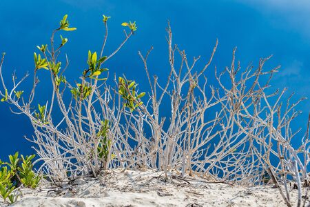 The beautiful white sand beach of Cayo Levisa in the tropical island Cubaの写真素材