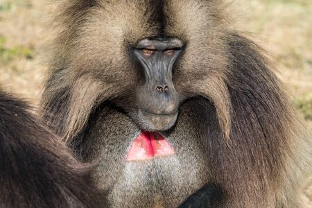 Gelada Baboon Theropithecus Gelada . Simien Mountains National Park. Geladas are great primates living in Ethiopia only. Africa.の写真素材