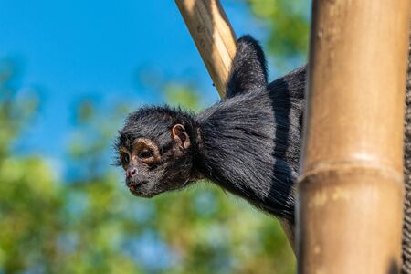 The black-headed spider monkey, Ateles fusciceps is a species of spider monkey, a type of New World...