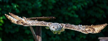 The Eurasian Eagle Owl, Bubo bubo is a species of eagle-owl that resides in much of Eurasia. It is...