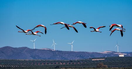 Greater Flamingos, Phoenicopterus roseus in the wetlands of Campillos lagoons in Malaga, Andalusia, Spain. Some of the most beautiful birds on the planet gather here near the Laguna de Fuente de Piedraの写真素材