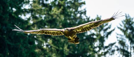 The Harris's hawk, Parabuteo unicinctus formerly known as the bay-winged hawk or dusky hawk, is a medium-large bird of preyの写真素材