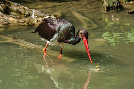 The Black stork, Ciconia nigra is a large bird in the stork family Ciconiidae.の写真素材