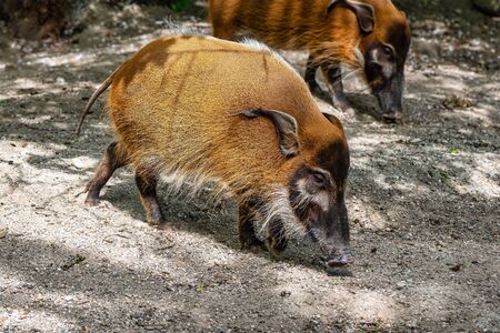 Red river hog, Potamochoerus porcus, also known as the bush pig. This pig has an acute sense of smell to locate food underground.の写真素材