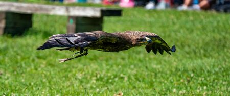 The Harris's hawk, Parabuteo unicinctus formerly known as the bay-winged hawk or dusky hawk, is a...
