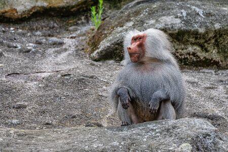 The hamadryas baboon, Papio hamadryas is a species of baboon, being native to the Horn of Africa and the southwestern tip of the Arabian Peninsula.の写真素材
