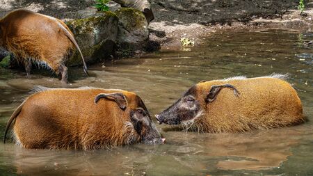 Red river hog, Potamochoerus porcus, also known as the bush pig. This pig has an acute sense of...