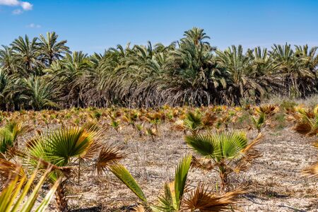 Palm Groves, Palmeral in Elche near Alicante in Spain, Western Europe