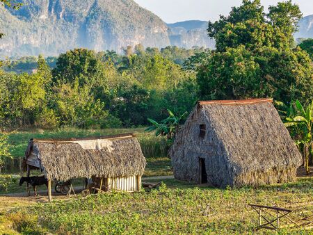 The Vinales valley in Cuba is a major tobacco growing area in Cubaの写真素材