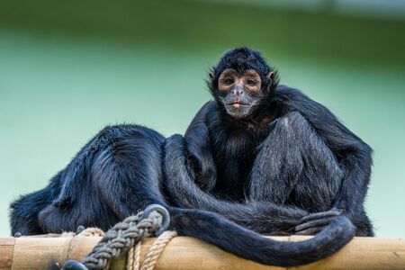 The black-headed spider monkey, Ateles fusciceps is a species of spider monkey, a type of New World monkey, from Central and South America.の写真素材