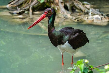The Black stork, Ciconia nigra is a large bird in the stork family Ciconiidae.