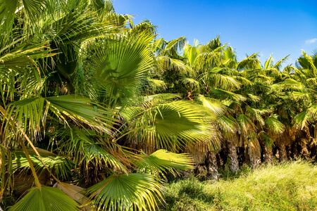 Palm Groves, Palmeral in Elche near Alicante in Spain, Western Europeの写真素材