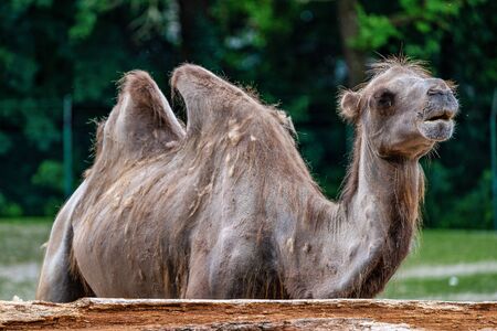 The Bactrian camels, Camelus bactrianus is a large, even-toed ungulate native to the steppes of Central Asia. The Bactrian camel has two humps on its backの写真素材