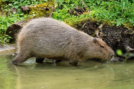 The capybara, Hydrochoerus hydrochaeris is a mammal native to South America. It is the largest living rodent in the world.の写真素材