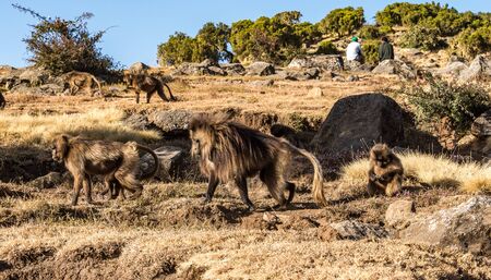 Gelada Baboon Theropithecus Gelada . Simien Mountains National Park. Geladas are great primates...