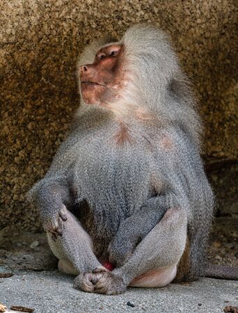 The hamadryas baboon, Papio hamadryas is a species of baboon, being native to the Horn of Africa and...