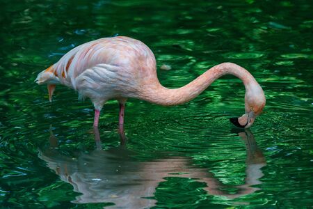 The American flamingo, Phoenicopterus ruber is a large species of flamingo, also known as the Caribbean flamingo.の写真素材