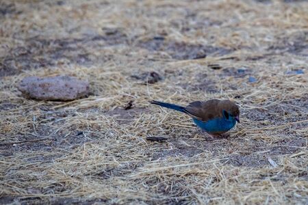 Blue bird in Gheralta in Northern Ethiopia, Africa