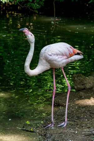 The American flamingo, Phoenicopterus ruber is a large species of flamingoの写真素材