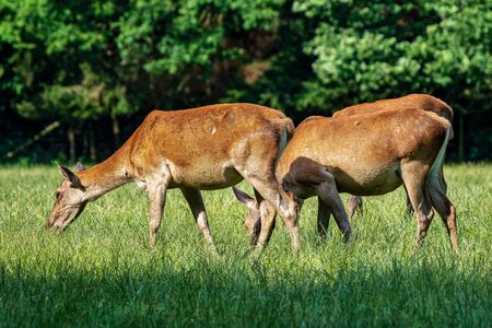 Red deer, Cervus elaphus in a german nature parkの写真素材