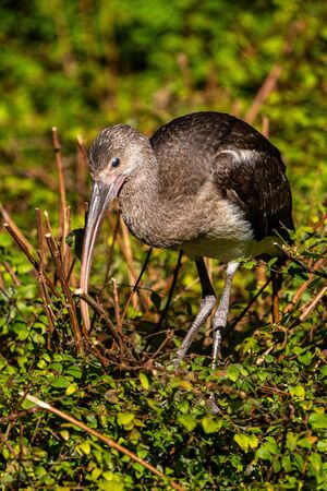 The Glossy ibis, Plegadis falcinellus is a wading bird in the ibis family Threskiornithidae.の写真素材