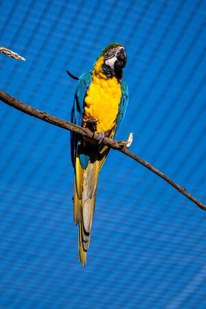 The Blue-and-yellow Macaw, Ara ararauna also known as the blue-and-gold macaw, is a large South...