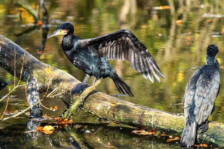 The great cormorant, Phalacrocorax carbo known as the great black cormorant across the Northern...