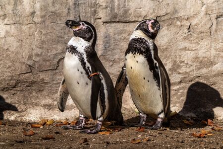 The Humboldt Penguin, Spheniscus humboldti also termed Peruvian penguin, or patranca is a South...
