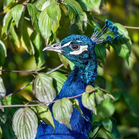 The Indian peafowl or blue peafowl, Pavo cristatus is a large and brightly coloured bird, is a species of peafowl native to South Asia, but introduced in many other parts of the world.の写真素材