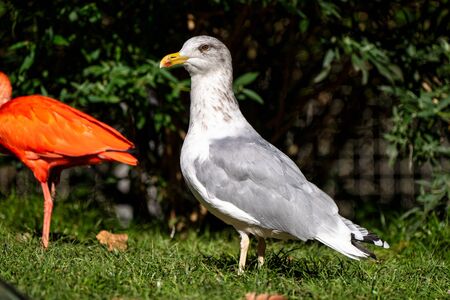The European Herring Gull, Larus argentatus is a large gull, One of the best known of all gulls...