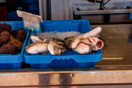 Mediterranean sea fish in Xabia Javea fish market of Spainの写真素材
