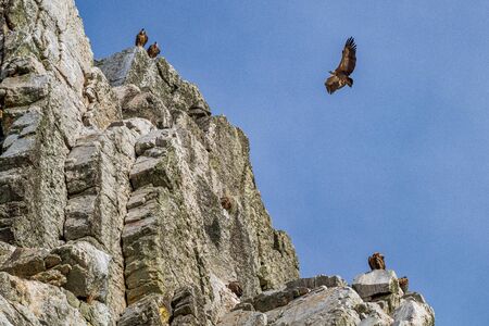 Griffon vultures, Gyps fulvus flying around Salto del Gitano in Monfrague National Park. Caceres, Extremadura, Spain.の写真素材
