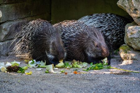 Indian crested Porcupine, Hystrix indica in a german zooの写真素材
