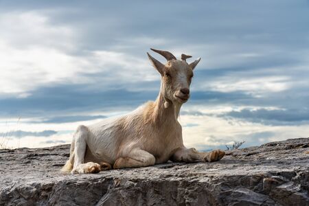 Goat in the Canyon of Ardeche in Southern Franceの写真素材