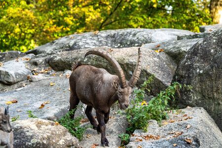 Male mountain ibex - capra ibex in the zooの写真素材
