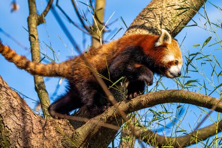 The red panda, Ailurus fulgens, also called the lesser panda and the red cat-bear.の写真素材