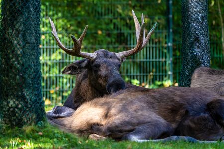 European Moose, Alces alces, also known as the elk. Wild life animal.の写真素材