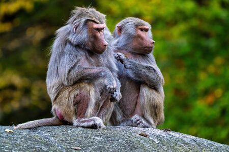 The hamadryas baboon, Papio hamadryas is a species of baboon, being native to the Horn of Africa and...