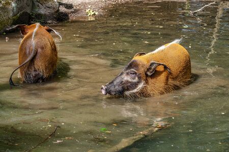 Red river hog, Potamochoerus porcus, also known as the bush pig. This pig has an acute sense of smell to locate food underground.の写真素材