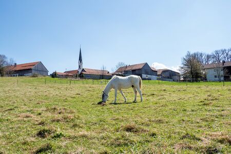 white horse grazing on alpine meadows, Bavarian Alps in Germanyの写真素材