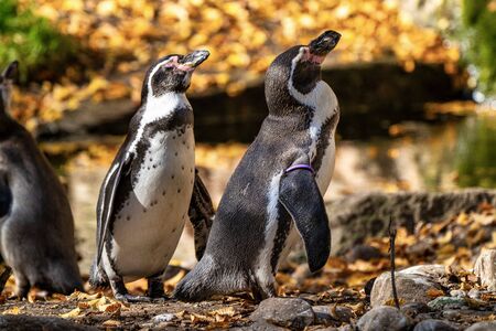 The Humboldt Penguin, Spheniscus humboldti also termed Peruvian penguin, or patranca is a South American penguin that breeds in coastal Chile and Peru.の写真素材